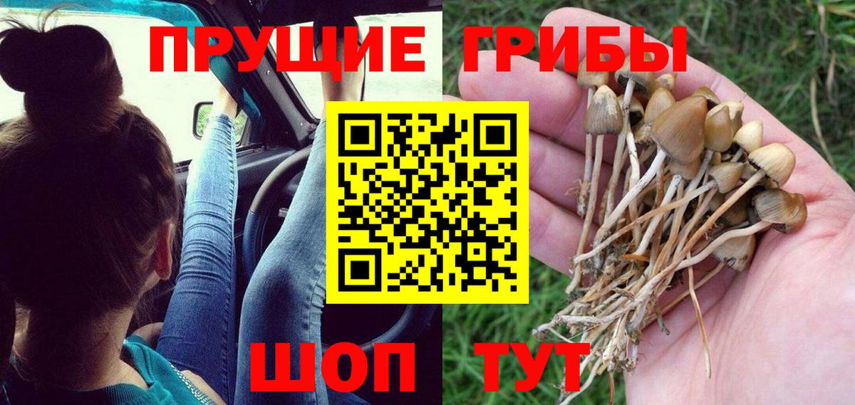 Псилоцибиновые грибы Psilocybe Всеволожск